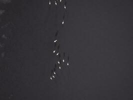 troupeau de des oiseaux , aérien vue photo