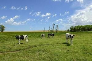 bouvillons nourris sur pâturage, la pampa, Argentine photo