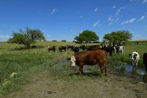 bouvillons nourris sur pâturage, la pampa, Argentine photo