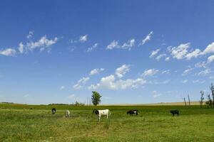 bouvillons nourris sur pâturage, la pampa, Argentine photo