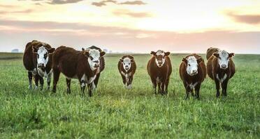 bétail dans argentin campagne, buenos aires province, Argentine. photo