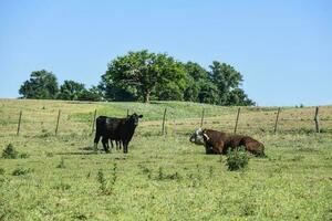 bétail dans argentin campagne, buenos aires province, Argentine. photo