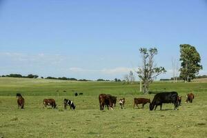 bétail dans argentin campagne, buenos aires province, Argentine. photo