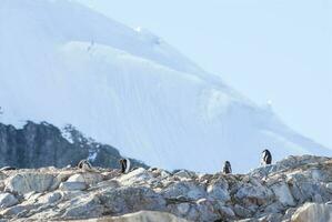 gentoo pingouin, sur un antarctique plage, Neko port,antarctique photo