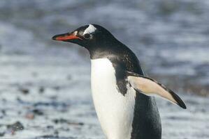 gentoo pingouin, sur un antarctique plage, Neko port,antarctique photo