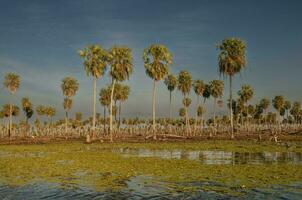 soleil paumes paysage dans la estrella le marais, formosa province, Argentine. photo