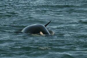 orque attaquer mer les Lions, patagonie Argentine photo