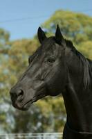 noir reproduction cheval, portrait, la la pampa province, patagonie, Argentine. photo