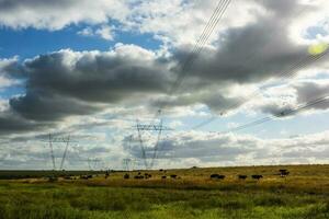 vaches pâturage dans le argentin campagne, sous une Puissance ligne cette des croix photo