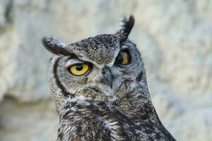 génial cornu hibou, bubon virginien nacurutu, péninsule valdés, patagonie, Argentine. photo