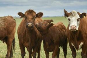 groupe de vaches à la recherche à le caméra, buenos aires province, Argentine photo