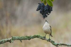 blanc bagué oiseau moqueur, patagonie, Argentine photo