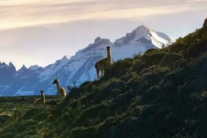 guanacos pâturage,torres del paine nationale parc, patagonie, Chili. photo