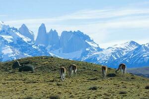 guanacos pâturage,torres del paine nationale parc, patagonie, Chili. photo