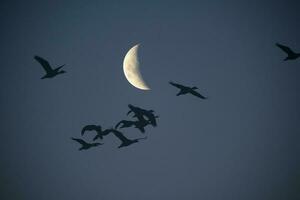 lune dans une clair ciel avant foncé photo