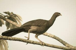 sombre pattes guan dans une jungle environnement, pantanal Brésil photo