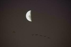 troupeau de des oiseaux en volant avec le lune dans le arrière-plan, la la pampa province, patagonie, Argentine. photo