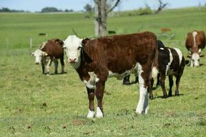 groupe de vaches à la recherche à le caméra, buenos aires province, Argentine photo