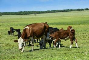 groupe de vaches à la recherche à le caméra, buenos aires province, Argentine photo