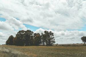 fleuri paysage dans ancien Couleur effet photo