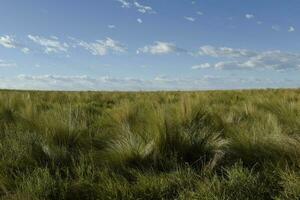 pampa herbe paysage, la la pampa province, patagonie, Argentine. photo