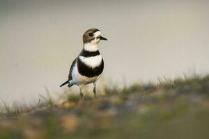 deux bagué pluvier,charadrius falklandicus, chubut, patagonie , Argentine. photo