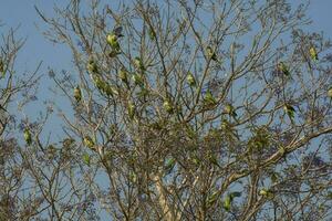 perruche, alimentation sur sauvage des fruits, la pampa, patagonie, Argentine photo