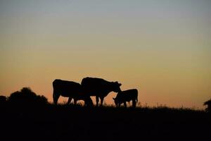vaches pâturage à coucher de soleil, buenos aires province, Argentine. photo