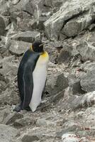 empereur pingouin,apténodytes forsteri, dans Port lockroy, plus goudier île, Antarctique. photo