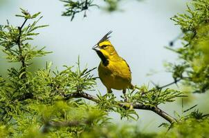 Jaune cardinal, gouvernante cristata, en danger espèce dans la pampa, Argentine photo