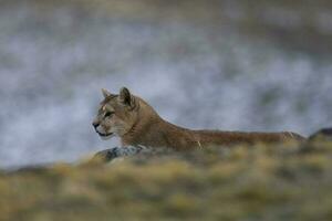 puma en marchant dans Montagne environnement, torres del paine nationale parc, patagonie, Chili. photo