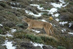 puma en marchant dans Montagne environnement, torres del paine nationale parc, patagonie, Chili. photo