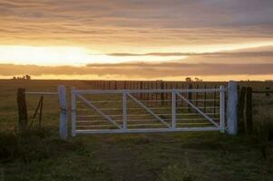 champ passerelle dans campagne, buenos aires province, patagonie , Argentine photo