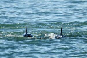 tueur baleine chasse mer les Lions sur le paragonien côte, patagonie, Argentine photo