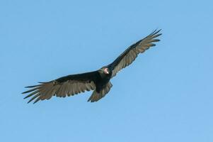 dinde vautour, ,planification dans vol, patagonie, Argentine photo