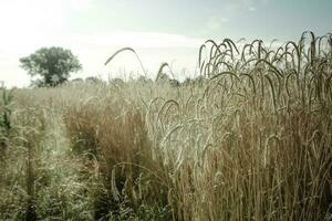 blé dans ancien couleur,pampas,argentine photo