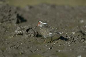 Trois bagué pluvier.charadrius tricollaire, Kruger nationale parc, Sud Afrique. photo