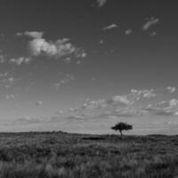 pampa herbe paysage, la la pampa province, patagonie, Argentine. photo