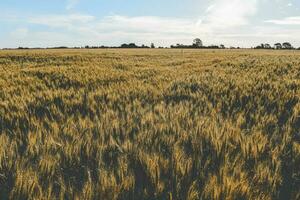 agricole production de blé, pampa, Argentine photo