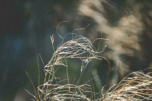 herbe dans campagne pampa Argentine photo