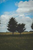 fleuri paysage, la pampa, Argentine photo