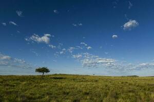 pampa herbe paysage, la la pampa province, patagonie, Argentine. photo