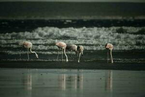 flamants roses alimentation sur une plage, péninsule valdés, patagonie, Argentine photo