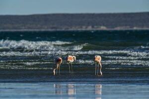 flamants roses alimentation sur une plage, péninsule valdés, patagonie, Argentine photo