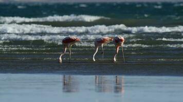 flamants roses dans paysage marin, patagonie, Argentine photo