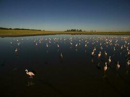 flamants roses dans patagonie , aérien vue photo