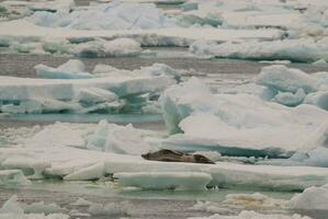 joint sur un iceberg, dans une congelé paysage dans Antarctique photo