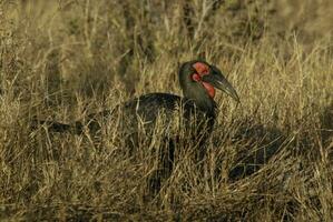 du sud sol calao, bucorvus batteur de plomb, Kruger nationale parc, sud Afrique photo