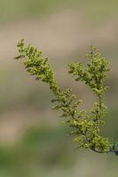 plante dans semi désertique environnement, calden forêt, la la pampa Argentine photo