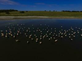 flamants roses dans patagonie , aérien vue photo